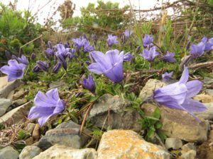 13 harebells best (Perkin’s Peak again)