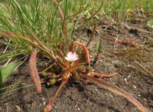 13 lewisia (Nuktessli Revisited)