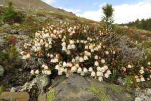 14 white heather (Perkin’s Peak again)