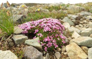 16 moss campion (Perkin’s Peak again)