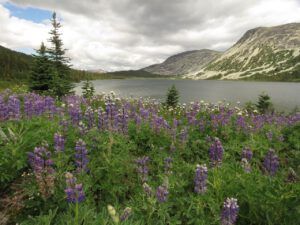 18 lupin patch (Nuktessli Revisited)