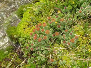 18 roseroot (Perkin’s Peak again)