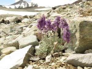 22 silky phacelia (Perkin’s Peak again)