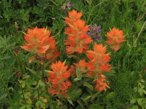 25 common paintbrush (Nuktessli Revisited)