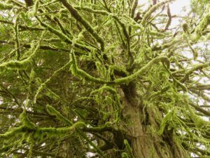 3 big trees 3 (The Next Batch of Volunteers)