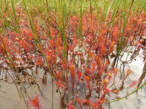 34a sundews (Nuktessli Revisited)