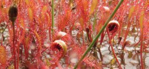 35 bugs (Nuktessli Revisited)