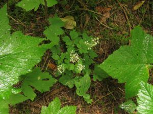 4 foam flower (The Next Batch of Volunteers)