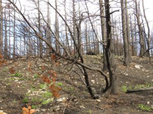 6 PP 6 (Perkin’s Peak again)