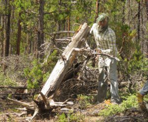 6 fireguard (Middle of June)