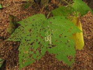 6 thimbleberry bugs (The Next Batch of Volunteers)