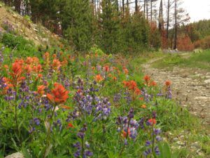 7 PP roadside flos (Perkin’s Peak again)