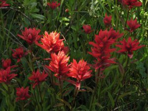 3 paintbrush (Nuktessli Revisited)