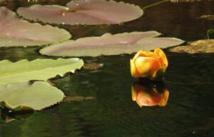 5 pond lily 2 (Nuktessli Revisited)
