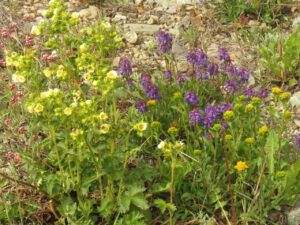 8 PP flos 2 (Perkin’s Peak again)