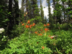 8 columbines 1 (Nuktessli Revisited)