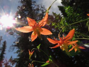 columbines 2 (Nuktessli Revisited)