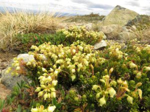 IMG_0408 (Perkin’s Peak again)