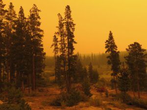 12 creepy yellow 2 (Smoke)