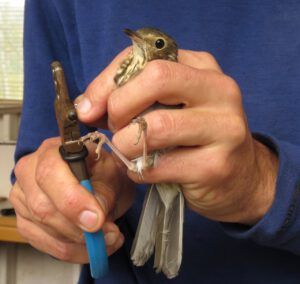 12 hermit thrush (Fire to Ice)