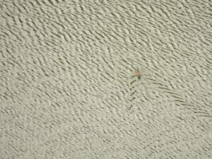 16 duck (Fire to Ice)