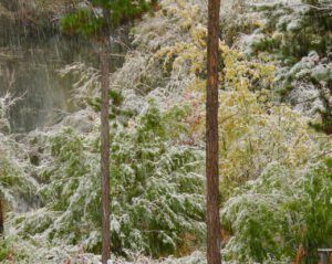 23 pond (Fire to Ice)