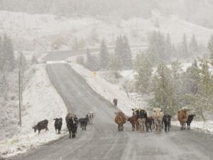 24 cows (Fire to Ice)