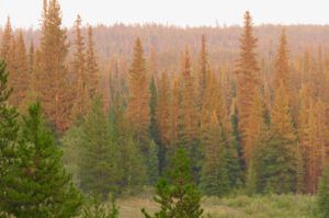 24 smoke light (Smoke)