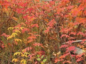 10 roses (Fall Colours)