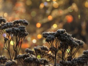yarrow (Mother Nature’s Christmas Lights)