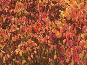 11 gogwood (Fall Colours)