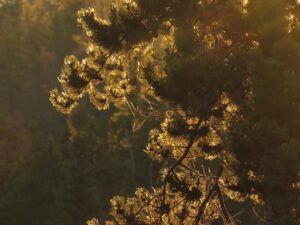 12 baclit frost (Sunny November.)