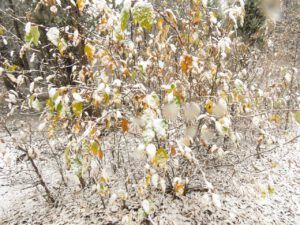 12 snow and leaves (Fall Colours)