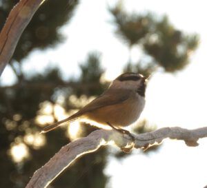 9 mt chick (Sunny November.)