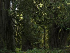 14 big trees (Taking The Boat Out, Bella Coola)