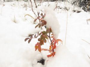 15 snow and roses (Fall Colours)
