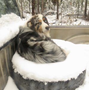 16 gilbert (Fall Colours)