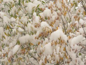 16 more snow (Fall Colours)