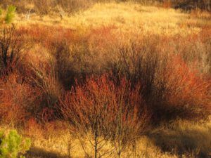 16 willows (Sunny November.)