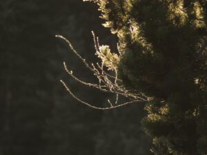 18 frosty twigs (Sunny November.)