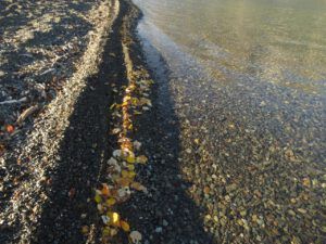 32a shore (Mother Nature’s Christmas Lights)