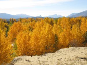 4 cottonwoods by river (Fall Colours)