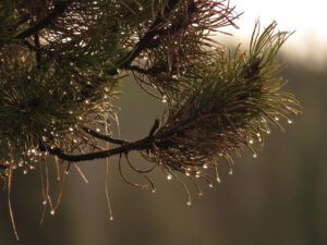 6 raindrops 3 (Sunny November.)