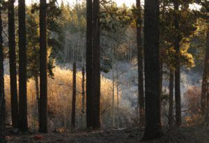 6 frosty morning (Mother Nature’s Christmas Lights)