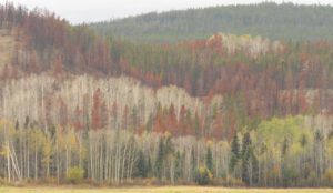 8 downtown kk tapestry (Fall Colours)