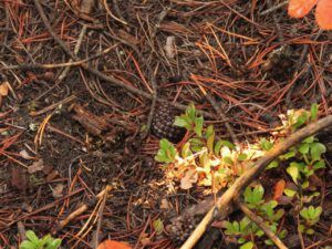 8 footprint (More SAR Courses)