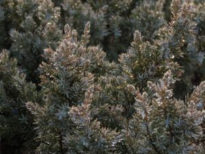 8 raindrops 5 juniper (Sunny November.)