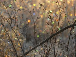 8 xmas lights 2 (Mother Nature’s Christmas Lights)