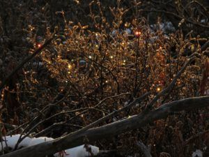 8 xmas lights (Mother Nature’s Christmas Lights)