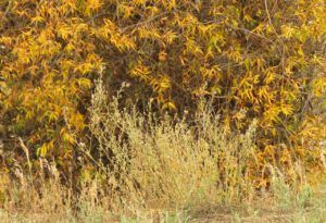9 roadside (Fall Colours)